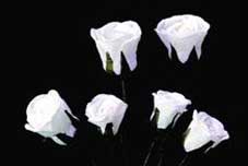 Sola Soft Rose