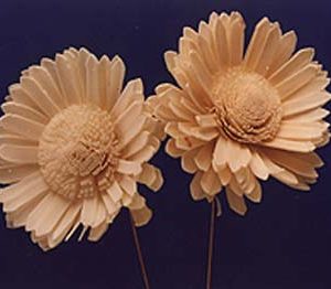 Sola Sunflower