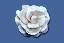 Sola Pitonia