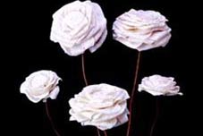 Sola Pierose