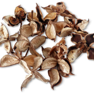 Cotton Pod