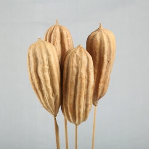 Jhingha