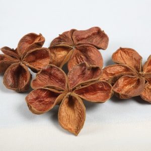 Land Lotus