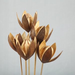 Lily