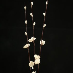 Sola Kuri Koli Flower