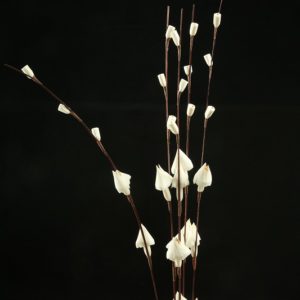 Sola Kuri Mushroom