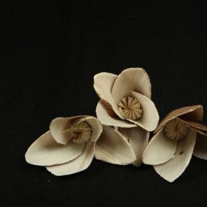 Sola Lily