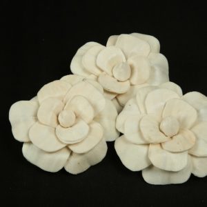 Sola Petunia