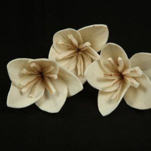 Sola Long Lily