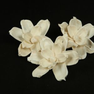Sola Gardenia