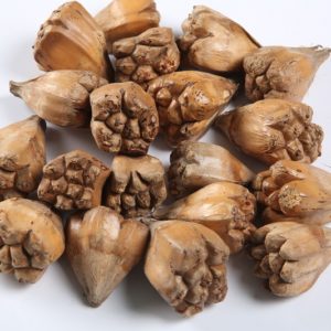Camel Fruit