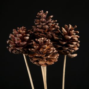 Pine Cone