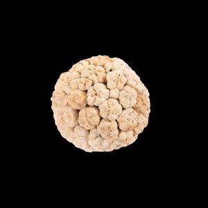 Paras Pipal Ball