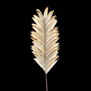 Sola Chips Pine Flat