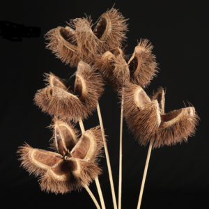 Wild Rambutan