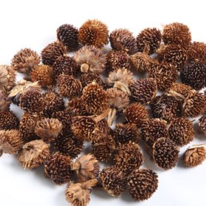 Black Daisy