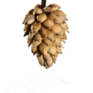 Fibre Pine