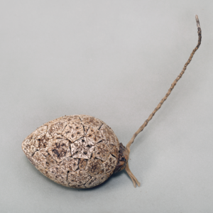 Cork Coconut