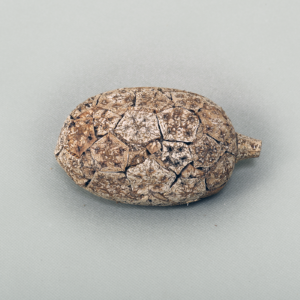 Cork Papaya