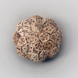 Cork Pumkin