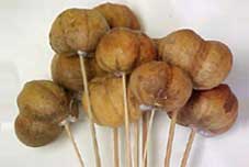 Apple Wild Pods