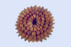 Adam Wreath