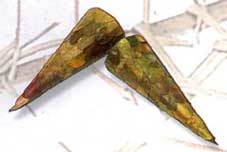 Albezia Cone