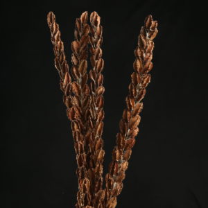 Arjun Stick
