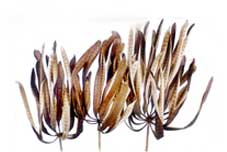 Bean Bunch