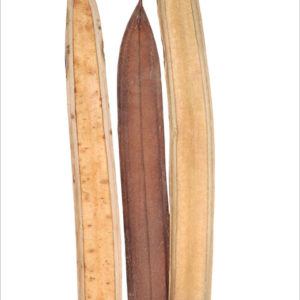 Boat Single