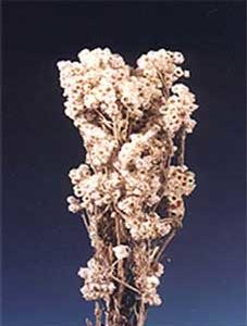 Buke Flower