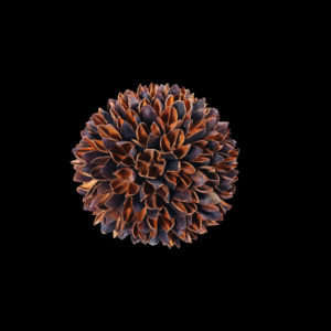 Bakuli Ball