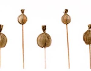 Bamboo Poppy