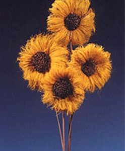 Betel Sunflower