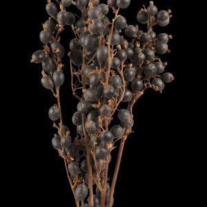 Black Berry