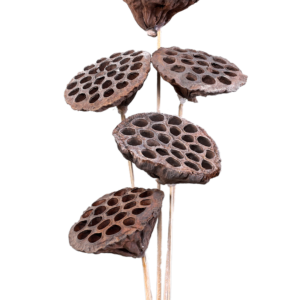 Lotus Pod