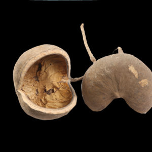 Buddha Nut
