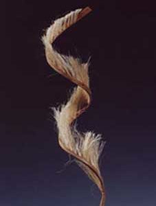 Cane Curl
