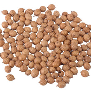 Canella Seeds