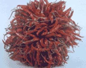 Chili Ball