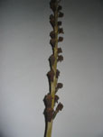 Clove Stick