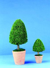 CONE TREE