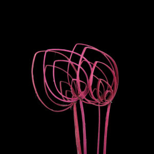 Cane Pradeep Pink
