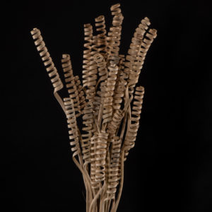 Cane Spring Natural