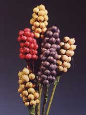 Canella Berries Bunch