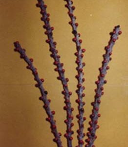 Cherry Branch