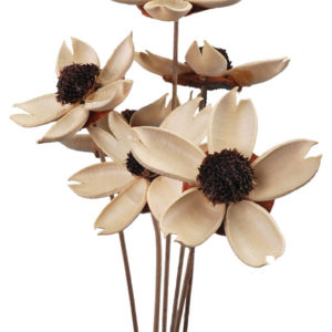Chikrasia Flower
