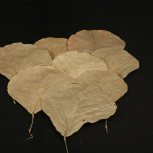 Cobra Leaves