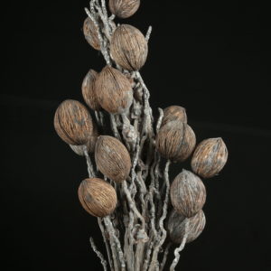 Coco Bunch With Mintola