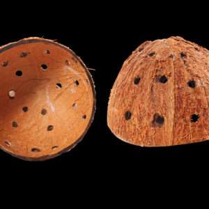 Coco Shell Perfo